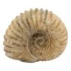 Fossiel Ammoniet Tractorwiel (Groot) 1 Fossiel Ammoniet Tractorwiel (Groot) -Huishoud Verkoop 952x1200 3